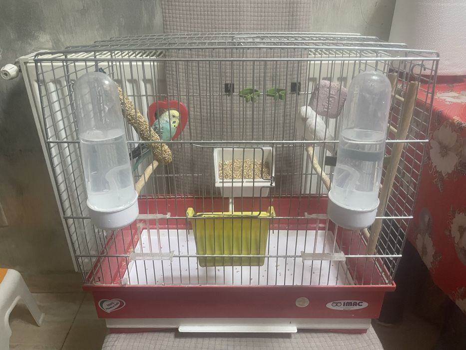 Pereche peruși  cu colivie si accesorii