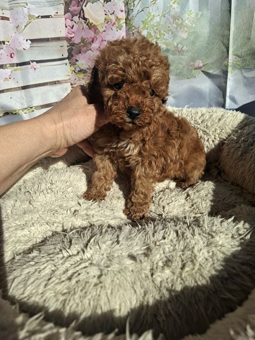 Мини  Пудел   Момченца  и  Момиче