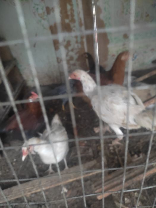 Товуклар сотилади кутара келишамиз 7та