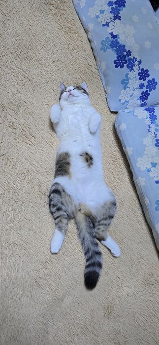 Отдам кошку  в добрые руки