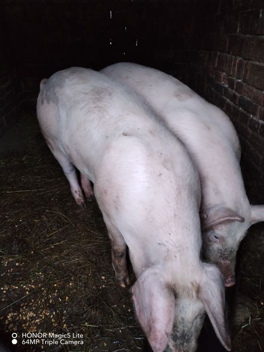 Свободно прасе,около 70 кг