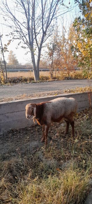 Arashan qõchqor sotiladi srochna