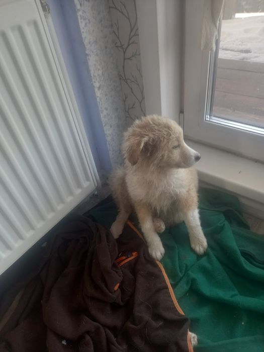 Щенок девочка 3 месяца