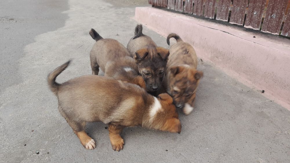 Adoptie pui de caine