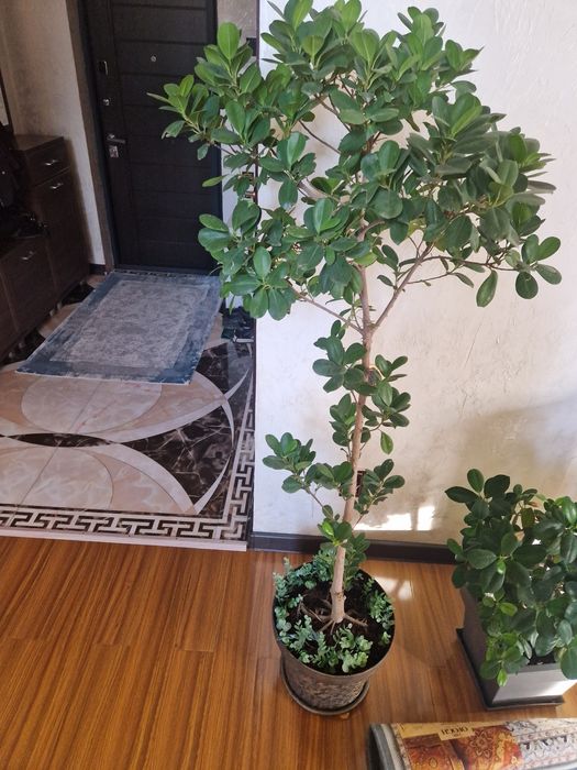 Макломе фикус ,35тыс