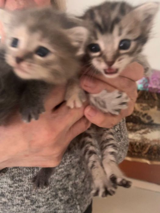 Котята маленькие