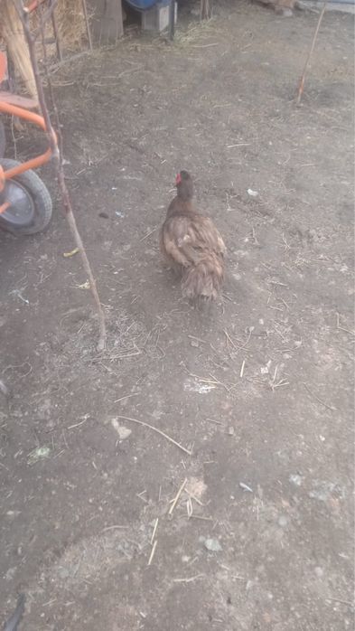 Продам утку или обменяю