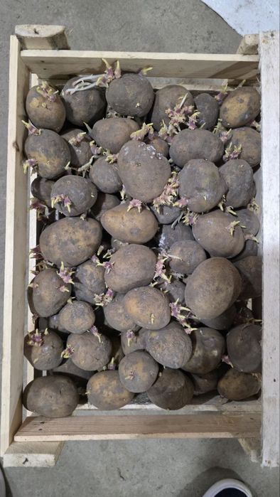 Urug’lik kartoshka Rossiya