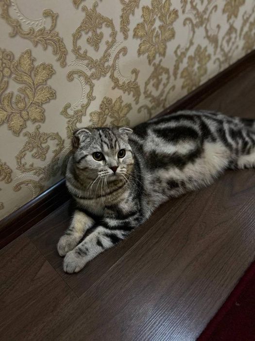 Skotish fold asl nasab