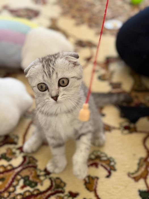 Шотландский вислоухий