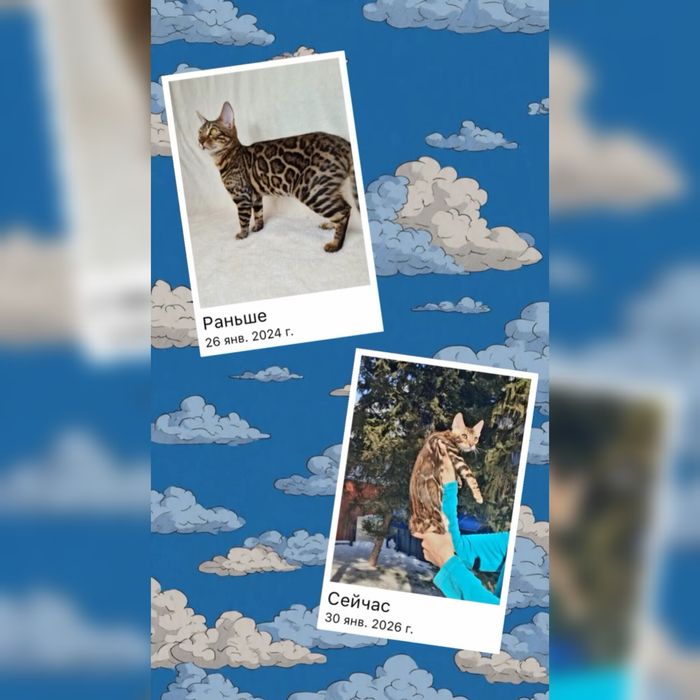 Минилеопард у вас дома!