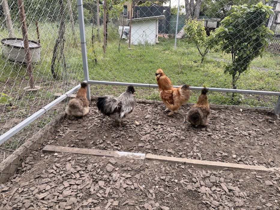 Продавам чифтове копринки