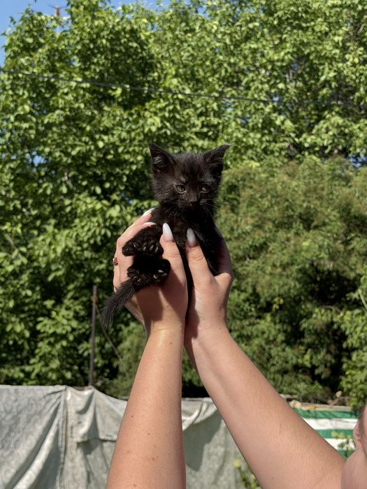 Котятки ищут дом