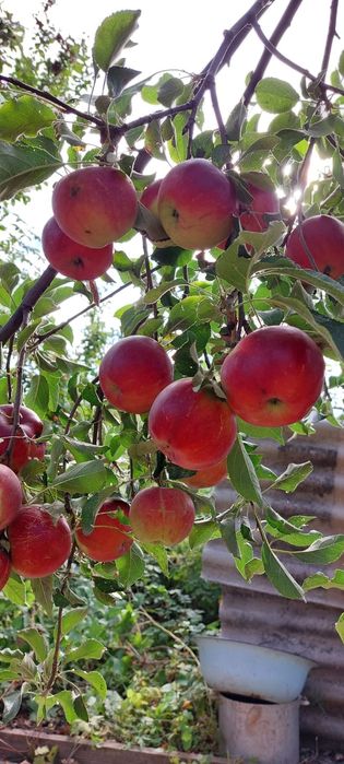 Продам дачу 7.5 соток район телецентра