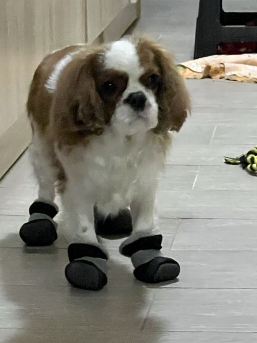 Продаем собаку 4 лет