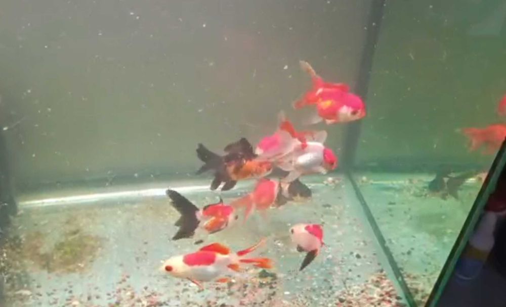 Guppy Tuxedo Black -  Guppy Mixt - Carasi Oranda