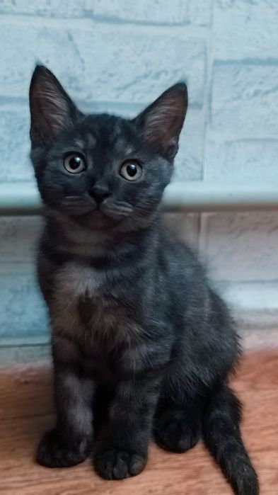 Котята скотиш 3 месяца породистые