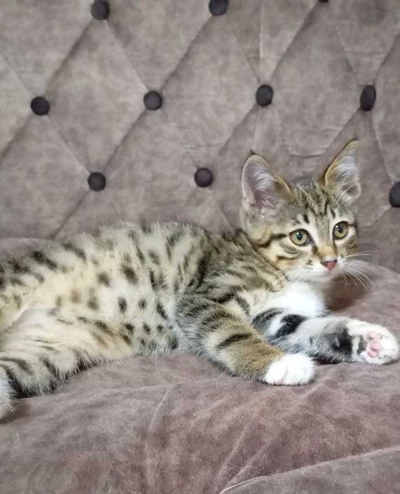 Милые игривые котята