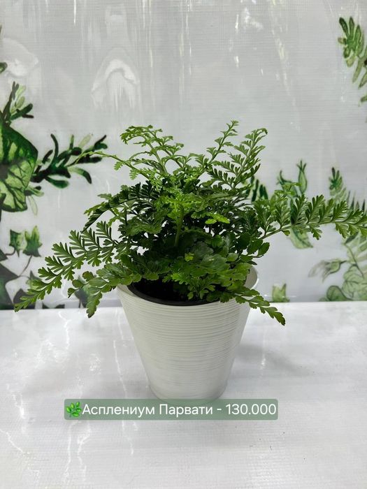 Папоротник, Антуриум, Женское счастье, Калатея и др
