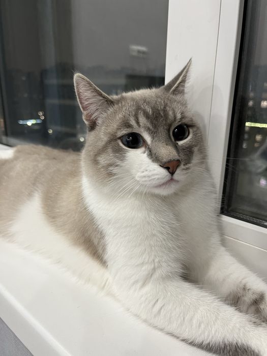 Вязка. Линкс-пойнт с голубыми глазами