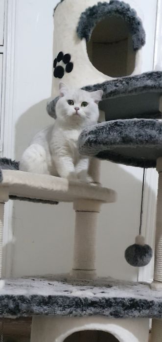 Britan shinshila opitniy Viyaska