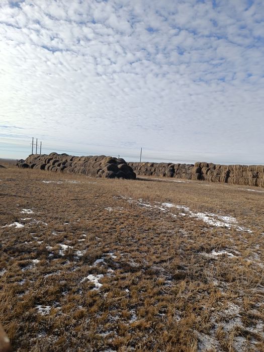 Продажа сено в рулонах