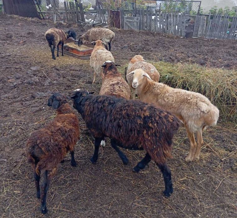 Продам овцематок и кошкар