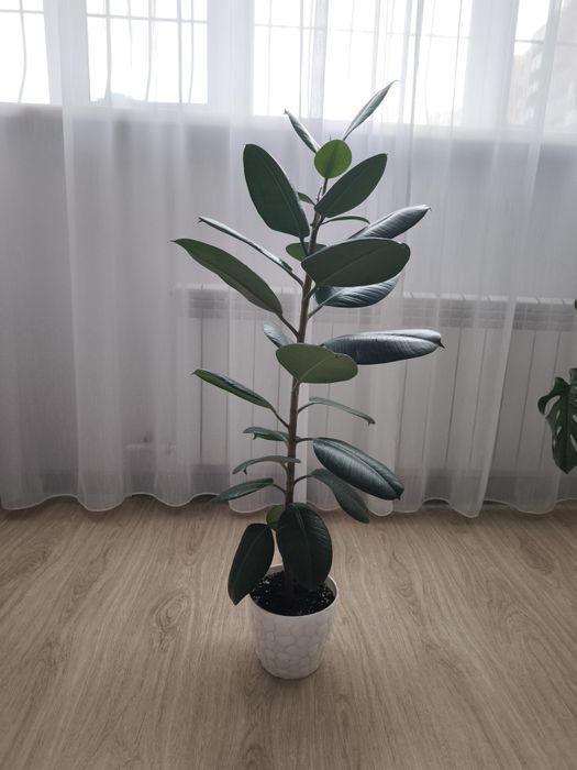 Фикус. Высота 110 см