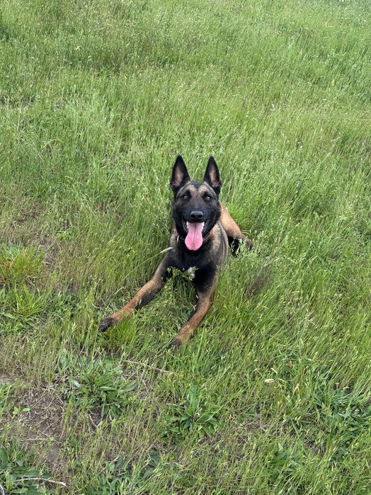 Femela Ciobănesc Belgian Malinois