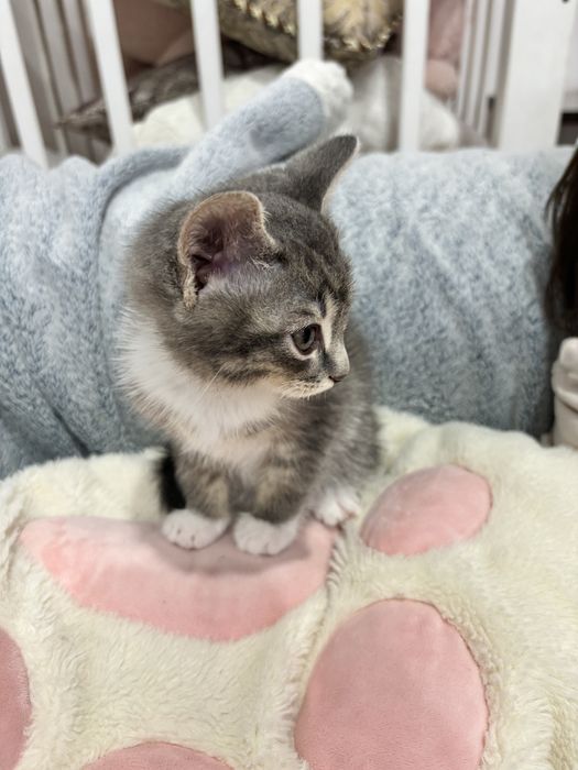 Котята в добрые руки!