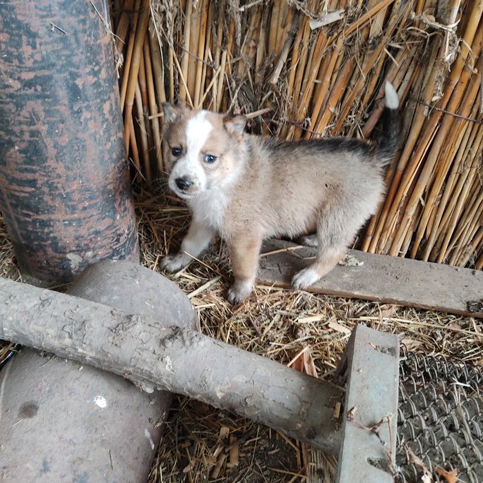 Щенки бесплатно.