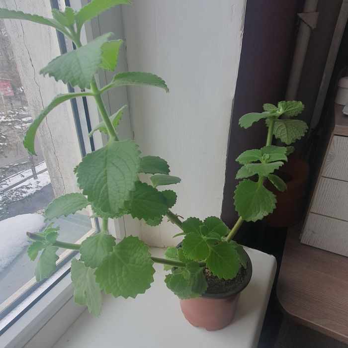 Плектрантус ( комнатная мята)