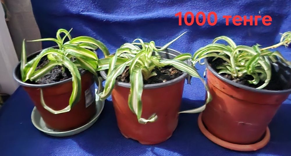 Продам Chlorophytum comosum 'Bonnie'
