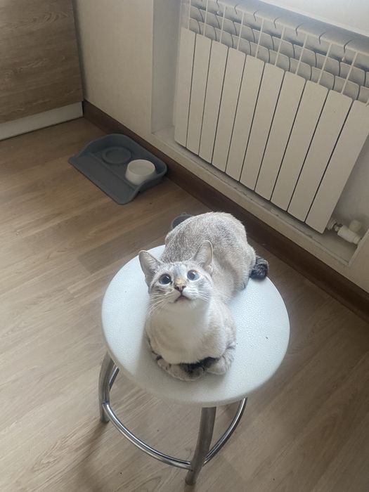 Отдам кошку в хорошие руки