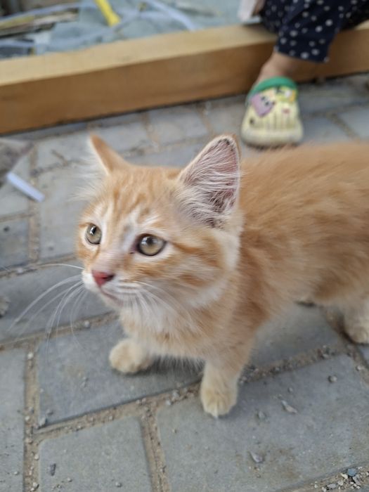 Отдам милых котят