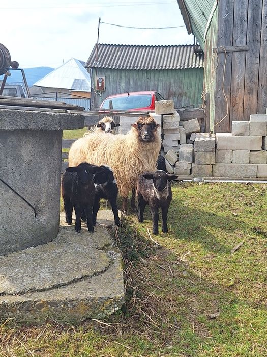 Vând trei oi  țurcane cu patru  mieluțe