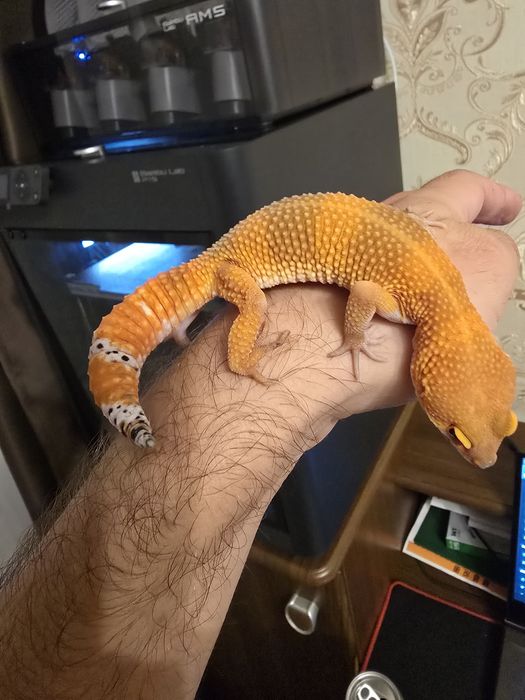 Эублефар Super Hypo Tangerine Carrot Tail