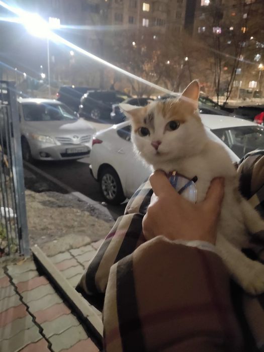 Кошка бесплатно