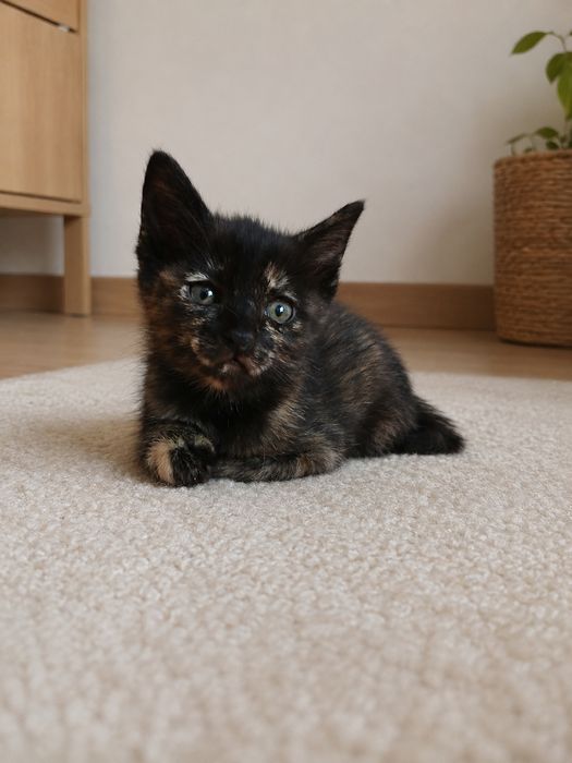 Котята отдаём бесплатно