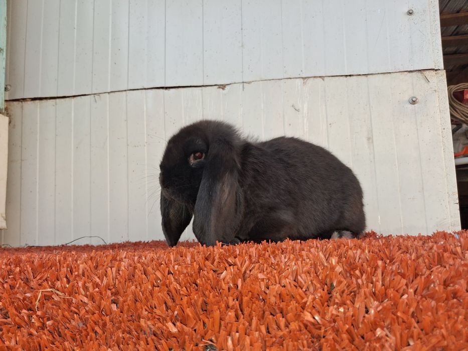 Berbec german  Disponibil