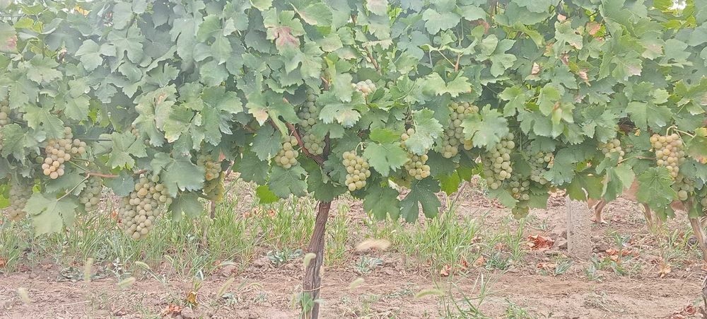 Muscat Ottonel...