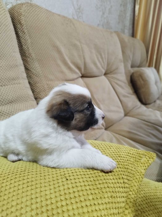 Щенок Джек Рассел терьер