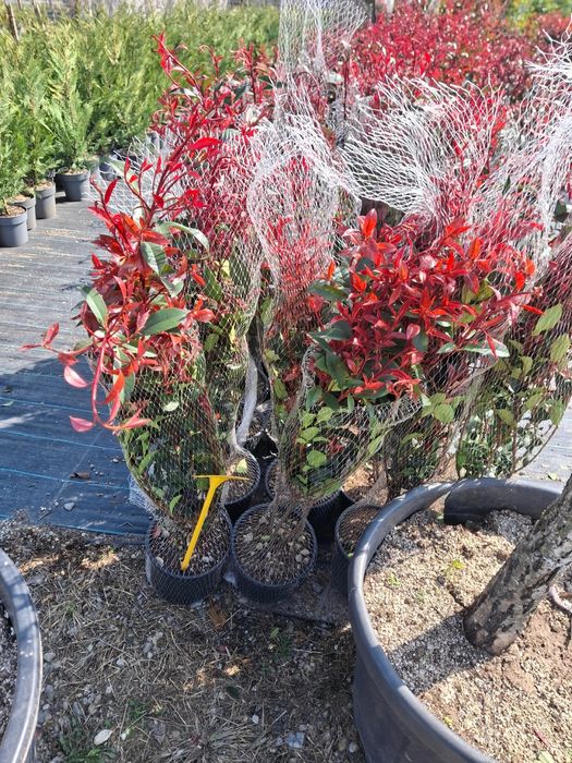 Vând lemn câines și tuia Leylandii chiparos pentru gard viu