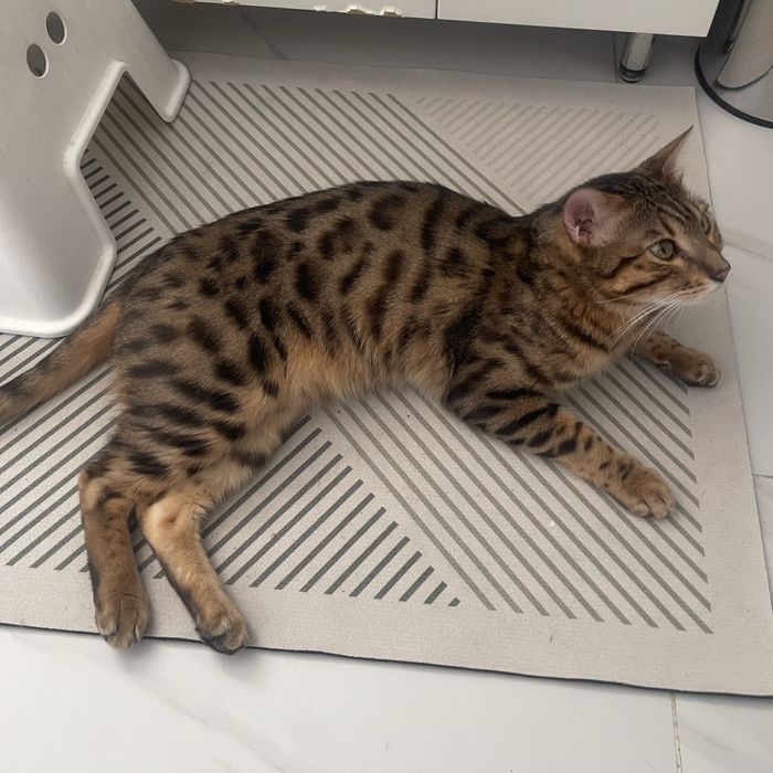 Продам срочно бенгала!