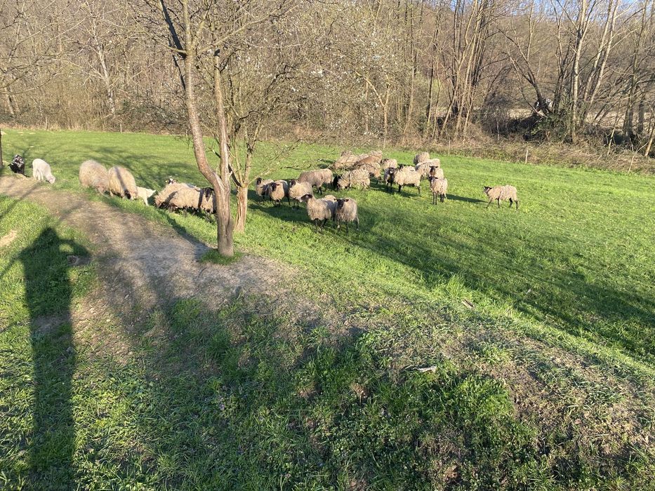 Romanov foarte bine dezvoltate ,gestante si cu miei