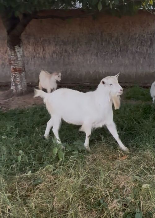 Tap rasa Sannen fara coarne bun de prasila