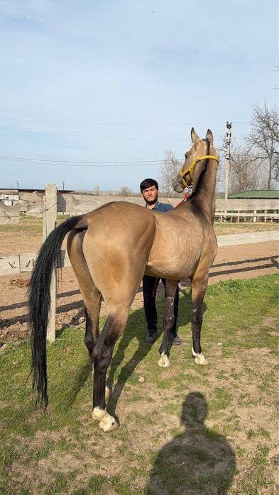 Ot sotiladi!!! Срочно отлар сотилади