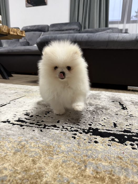 Catelus pomeranian