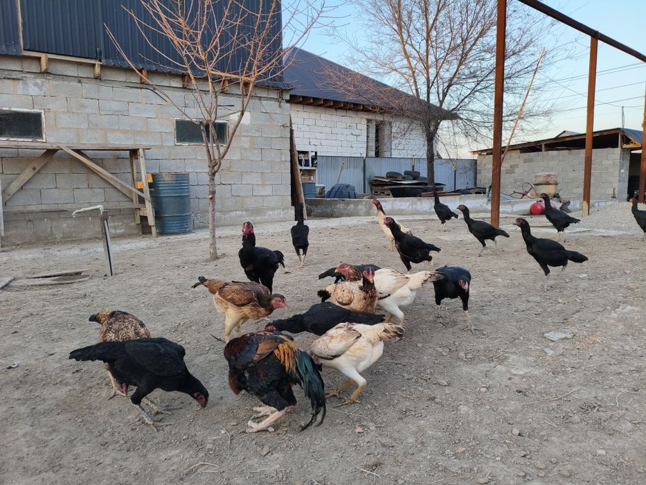 Дакан тауыктар сатылады.