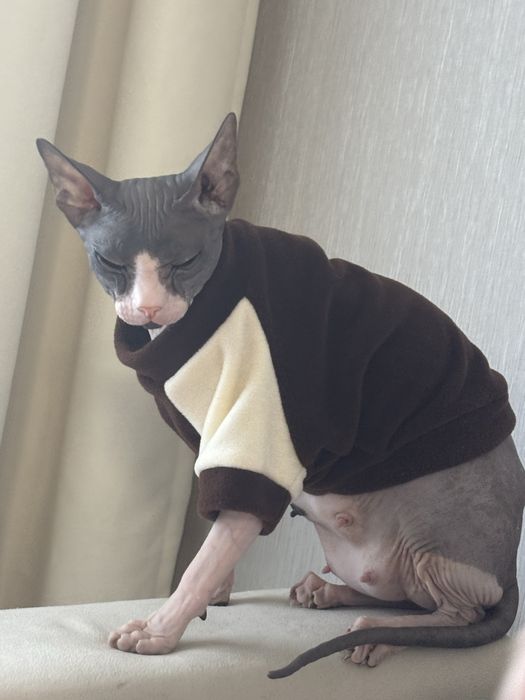 Котята сфинкс бронь